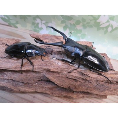 画像5: ☆新成虫☆ギラファノコギリクワガタ（亜種ダイスケ）♂91ミリ♀48ミリペア販売！！