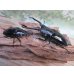 画像5: ☆新成虫☆ギラファノコギリクワガタ（亜種ダイスケ）♂91ミリ♀48ミリペア販売！！ (5)