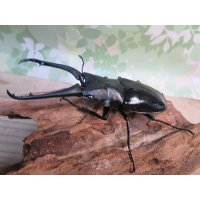 ☆新成虫☆ギラファノコギリクワガタ（亜種ダイスケ）♂91ミリ♀48ミリペア販売！！