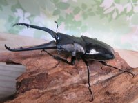 ☆新成虫☆ギラファノコギリクワガタ（亜種ダイスケ）♂91ミリ♀48ミリペア販売！！