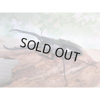 ☆新成虫☆ギラファノコギリクワガタ（亜種ダイスケ）♂91ミリ♀48ミリペア販売！！