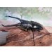画像1: ☆新成虫☆ギラファノコギリクワガタ（亜種ダイスケ）♂91ミリ♀48ミリペア販売！！ (1)