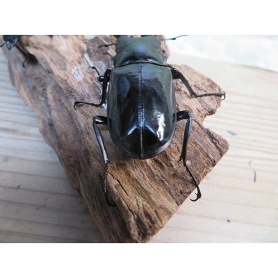画像3: ☆新成虫☆ギラファノコギリクワガタ（亜種ダイスケ）♂91ミリ♀48ミリペア販売！！
