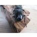 画像3: ☆新成虫☆ギラファノコギリクワガタ（亜種ダイスケ）♂91ミリ♀48ミリペア販売！！ (3)