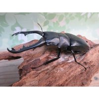 ☆WF2☆ギラファノコギリクワガタ（亜種ポロブドゥール）♂88ミリ♀49ミリ 新成虫ペア販売！！