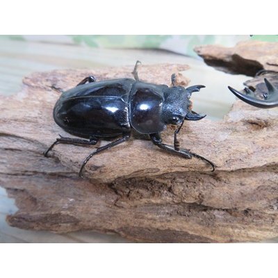 画像4: ☆新成虫☆ギラファノコギリクワガタ（亜種ニシカワイ）♂94ミリ♀48ミリペア販売！！