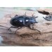 画像4: ☆新成虫☆ギラファノコギリクワガタ（亜種ニシカワイ）♂94ミリ♀48ミリペア販売！！ (4)