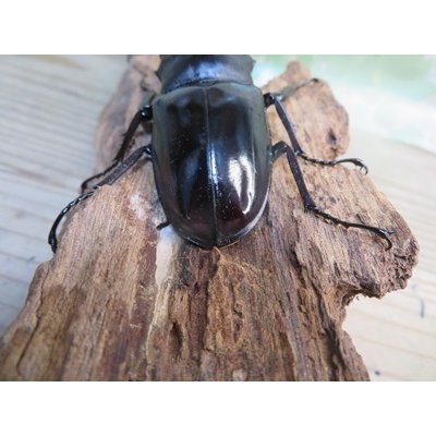 画像3: ☆新成虫☆ギラファノコギリクワガタ（亜種ニシカワイ）♂94ミリ♀48ミリペア販売！！