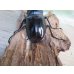 画像3: ☆新成虫☆ギラファノコギリクワガタ（亜種ニシカワイ）♂94ミリ♀48ミリペア販売！！ (3)