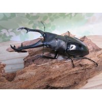 ☆新成虫☆ギラファノコギリクワガタ（亜種ニシカワイ）♂94ミリ♀48ミリペア販売！！