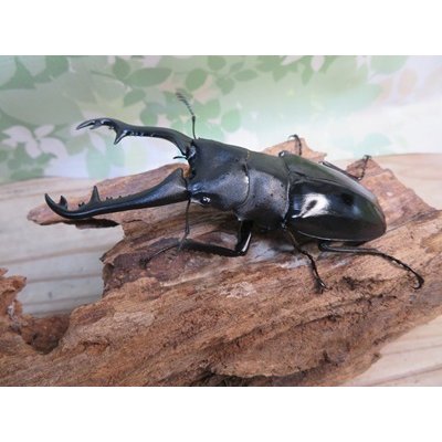 画像1: ☆新成虫☆ギラファノコギリクワガタ（亜種ニシカワイ）♂94ミリ♀48ミリペア販売！！