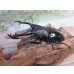 画像1: ☆新成虫☆ギラファノコギリクワガタ（亜種ニシカワイ）♂94ミリ♀48ミリペア販売！！ (1)