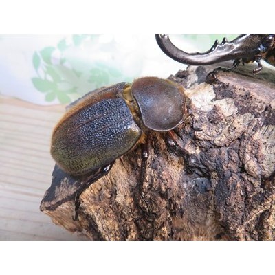 画像4: ☆オークス血統☆D.H.ヘラクレス♂144ミリ♀62ミリペア販売！！