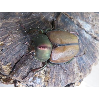 画像2: ☆新成虫☆マルガリータヒナカブト（オオカラカネヒナカブト）♂38ミリ♀40ミリペア販売！！