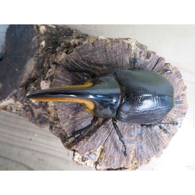 画像2: ☆人気種☆サタンオオカブト♂90ミリ♀64ミリ新成虫ペア販売！！