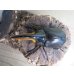 画像2: ☆人気種☆サタンオオカブト♂90ミリ♀64ミリ新成虫ペア販売！！ (2)