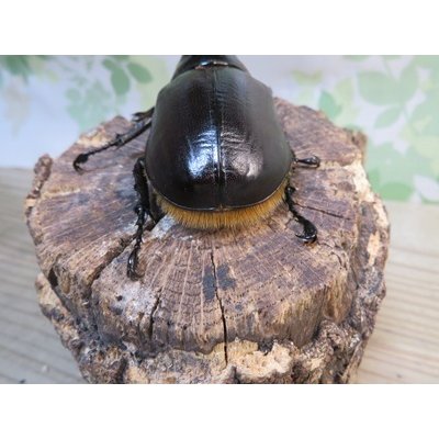 画像3: ☆人気種☆サタンオオカブト♂90ミリ♀64ミリ新成虫ペア販売！！