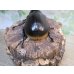 画像3: ☆人気種☆サタンオオカブト♂90ミリ♀64ミリ新成虫ペア販売！！ (3)