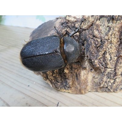 画像4: ☆人気種☆サタンオオカブト♂90ミリ♀64ミリ新成虫ペア販売！！