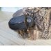 画像4: ☆人気種☆サタンオオカブト♂90ミリ♀64ミリ新成虫ペア販売！！ (4)