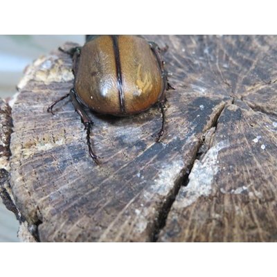 画像3: ☆新成虫☆マルガリータヒナカブト（オオカラカネヒナカブト）♂38ミリ♀40ミリペア販売！！