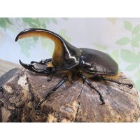 ☆人気種☆サタンオオカブト♂90ミリ♀64ミリ新成虫ペア販売！！