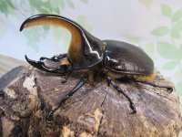 ☆人気種☆サタンオオカブト♂90ミリ♀64ミリ新成虫ペア販売！！