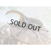 ☆人気種☆サタンオオカブト♂90ミリ♀64ミリ新成虫ペア販売！！