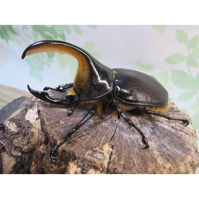 画像1: ☆人気種☆サタンオオカブト♂90ミリ♀64ミリ新成虫ペア販売！！