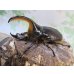 画像1: ☆人気種☆サタンオオカブト♂90ミリ♀64ミリ新成虫ペア販売！！ (1)