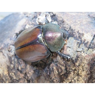 画像4: ☆新成虫☆マルガリータヒナカブト（オオカラカネヒナカブト）♂38ミリ♀40ミリペア販売！！