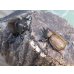 画像5: ☆新成虫☆マルガリータヒナカブト（オオカラカネヒナカブト）♂38ミリ♀40ミリペア販売！！ (5)
