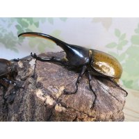 ☆新成虫☆D.H.リッキー♂115ミリ♀60ミリペア販売！！