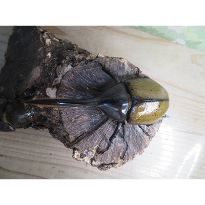画像2: ☆新成虫☆D.H.リッキー♂115ミリ♀60ミリペア販売！！