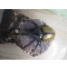 画像2: ☆新成虫☆D.H.リッキー♂115ミリ♀60ミリペア販売！！ (2)