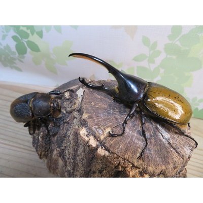 画像5: ☆新成虫☆D.H.リッキー♂115ミリ♀60ミリペア販売！！