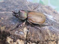 ☆新成虫☆マルガリータヒナカブト（オオカラカネヒナカブト）♂38ミリ♀40ミリペア販売！！