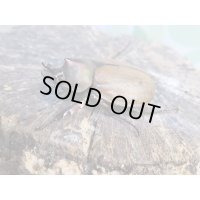 ☆新成虫☆マルガリータヒナカブト（オオカラカネヒナカブト）♂38ミリ♀40ミリペア販売！！