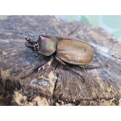 画像1: ☆新成虫☆マルガリータヒナカブト（オオカラカネヒナカブト）♂38ミリ♀40ミリペア販売！！