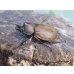 画像1: ☆新成虫☆マルガリータヒナカブト（オオカラカネヒナカブト）♂38ミリ♀40ミリペア販売！！ (1)