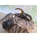 画像5: ☆人気種☆サタンオオカブト♂90ミリ♀64ミリ新成虫ペア販売！！ (5)