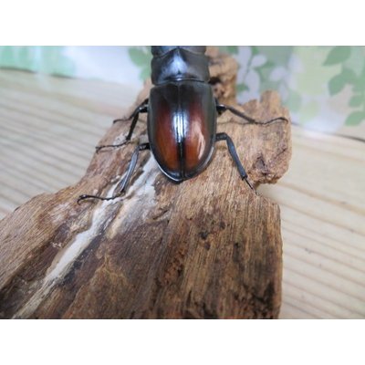 画像3: ☆WF1☆ツカモトフタマタクワガタ♂70ミリ♀40ミリ新成虫ペア販売！！