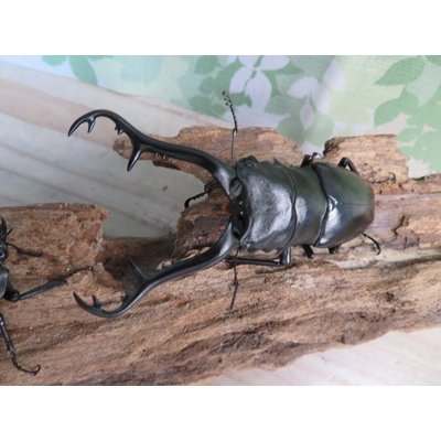 画像2: ☆WF1☆ギラファノコギリクワガタ（原名亜種）♂93ミリ♀48ミリ新成虫ペア販売！！
