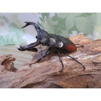☆新成虫☆サヌチフタマタクワガタ（赤サヌチ）♂64ミリ♀44ミリペア販売！！