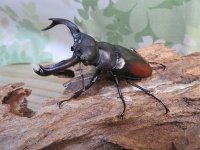 ☆新成虫☆サヌチフタマタクワガタ（赤サヌチ）♂64ミリ♀44ミリペア販売！！