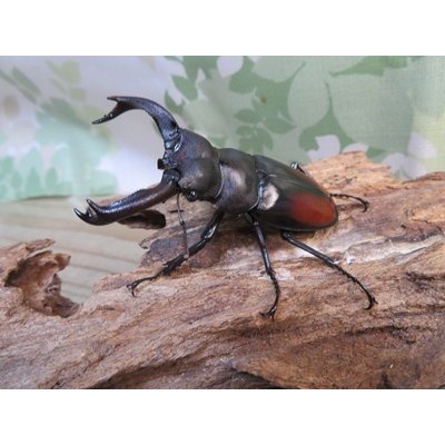 画像1: ☆新成虫☆サヌチフタマタクワガタ（赤サヌチ）♂64ミリ♀44ミリペア販売！！