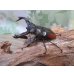 画像1: ☆新成虫☆サヌチフタマタクワガタ（赤サヌチ）♂64ミリ♀44ミリペア販売！！ (1)