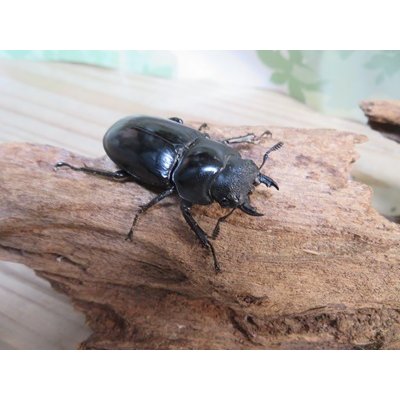 画像4: ☆新成虫☆サヌチフタマタクワガタ（赤サヌチ）♂64ミリ♀44ミリペア販売！！
