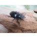画像4: ☆新成虫☆サヌチフタマタクワガタ（赤サヌチ）♂64ミリ♀44ミリペア販売！！ (4)