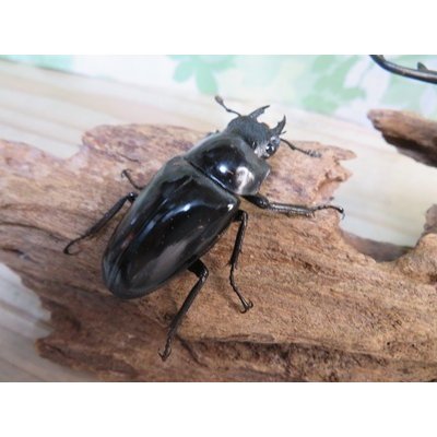 画像4: ☆WF1☆ギラファノコギリクワガタ（原名亜種）♂93ミリ♀48ミリ新成虫ペア販売！！